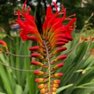 Lucifer Crocosmia 25 seeds per pack
