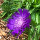 Stokes Aster 25 seeds per pack