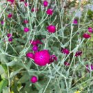 Rose Campion 25 seeds per pack