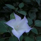 Moonflower 25 seeds per pack