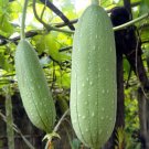 20 of Loofah Gourd Sponge seeds per pack
