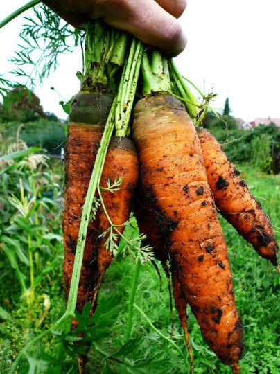 100 seeds mini pack Vegetable Carrot autumn king pelleted