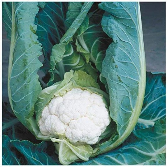 240 seeds mini pack Vegetable Cauliflower Igloo Early Variety