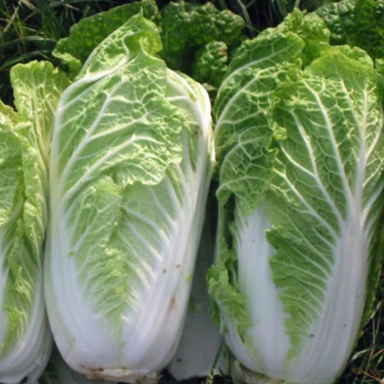 5 seeds mini pack Vegetable Courgette Zucchini Eight Ball F1