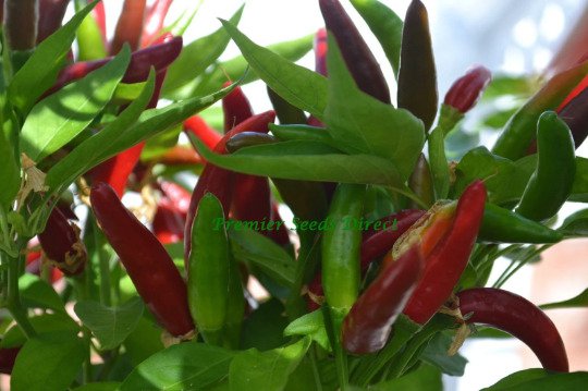 6 seeds mini pack Vegetable Hot Chilli Pepperakanotsume