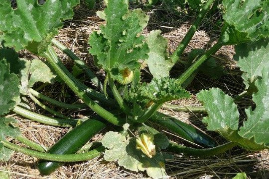 5 seeds mini pack Vegetable Italian Courgette Verde Di Milano
