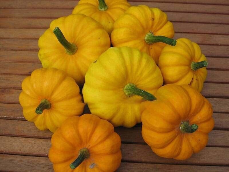 5 seeds mini pack Vegetable Miniature Pumpkin Jack Be Little Organic