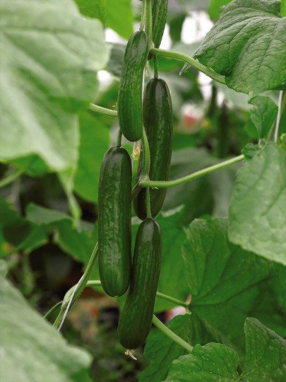 5 seeds mini pack Vegetable Organic cucumber passandra f1