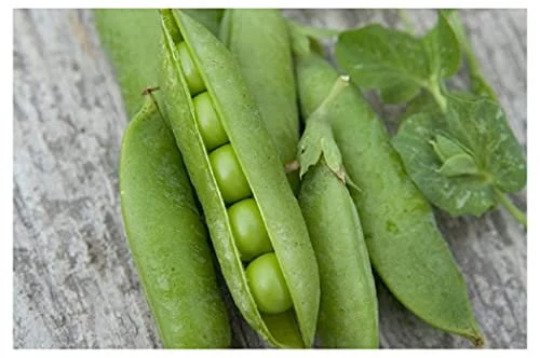60 seeds mini pack Vegetable Pea avola hardy early