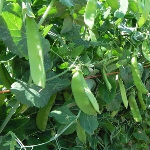 80 seeds mini pack Vegetable Pea Mangetout Snow Pea Oregon Sugar Pod