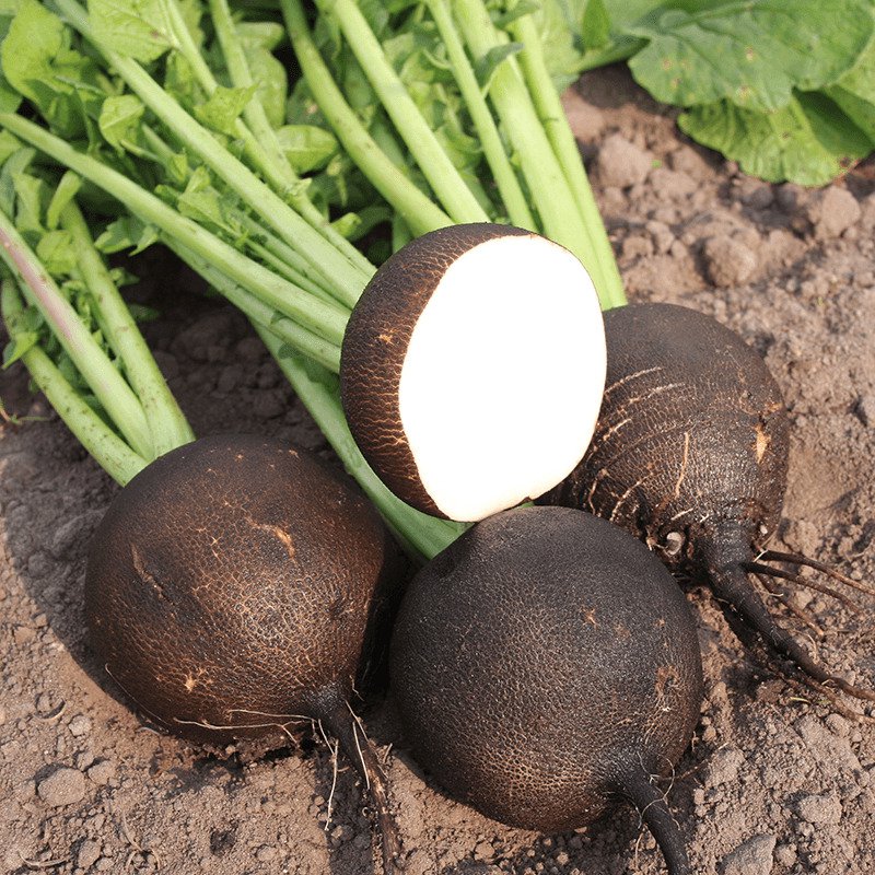 400 seeds mini pack Vegetable Radish Black Spanish Round
