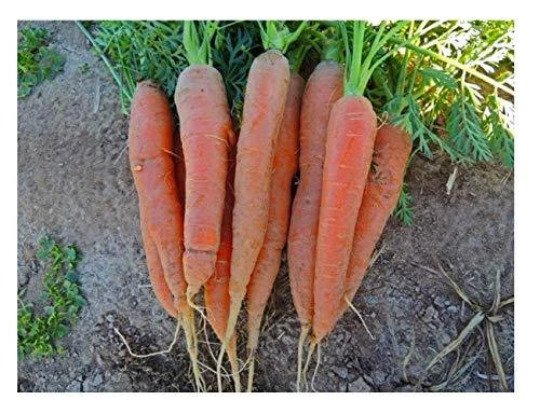600 seeds mini pack Vegetable ape Carrot Nantes