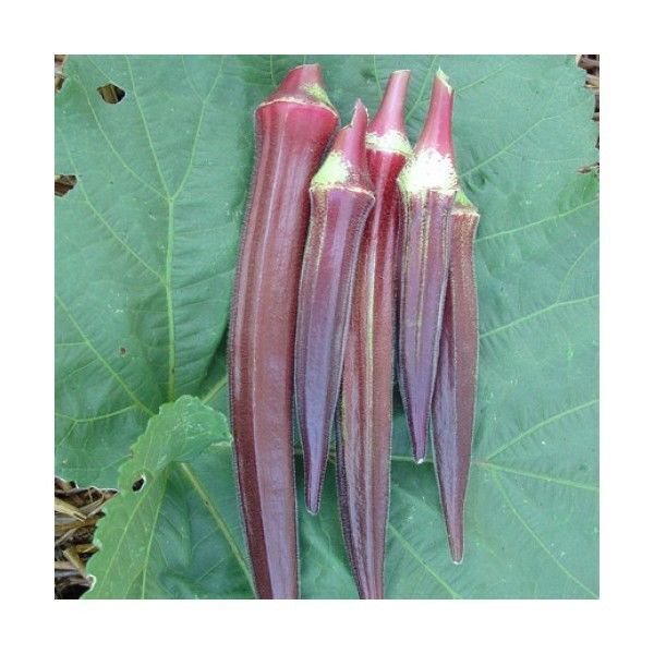 45 seeds mini pack Vegetable Okra Burgundy