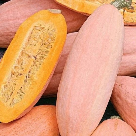 5 seeds mini pack Vegetable Squash Jumbo Pink Banana