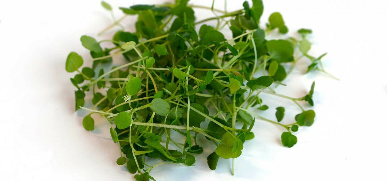 2000 seeds mini pack Wasabi Microgreens Wasabi Mustard, Micro Wasabi Wasabina Mustard
