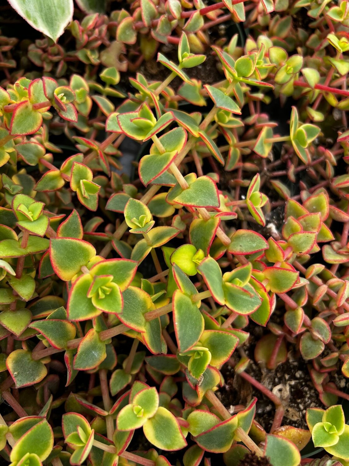 2' Calico Kitten Crassula Pellucida Variegata Variegated Succulent Hanging in pot