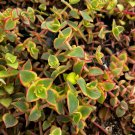 2' Calico Kitten Crassula Pellucida Variegata Variegated Succulent Hanging in pot