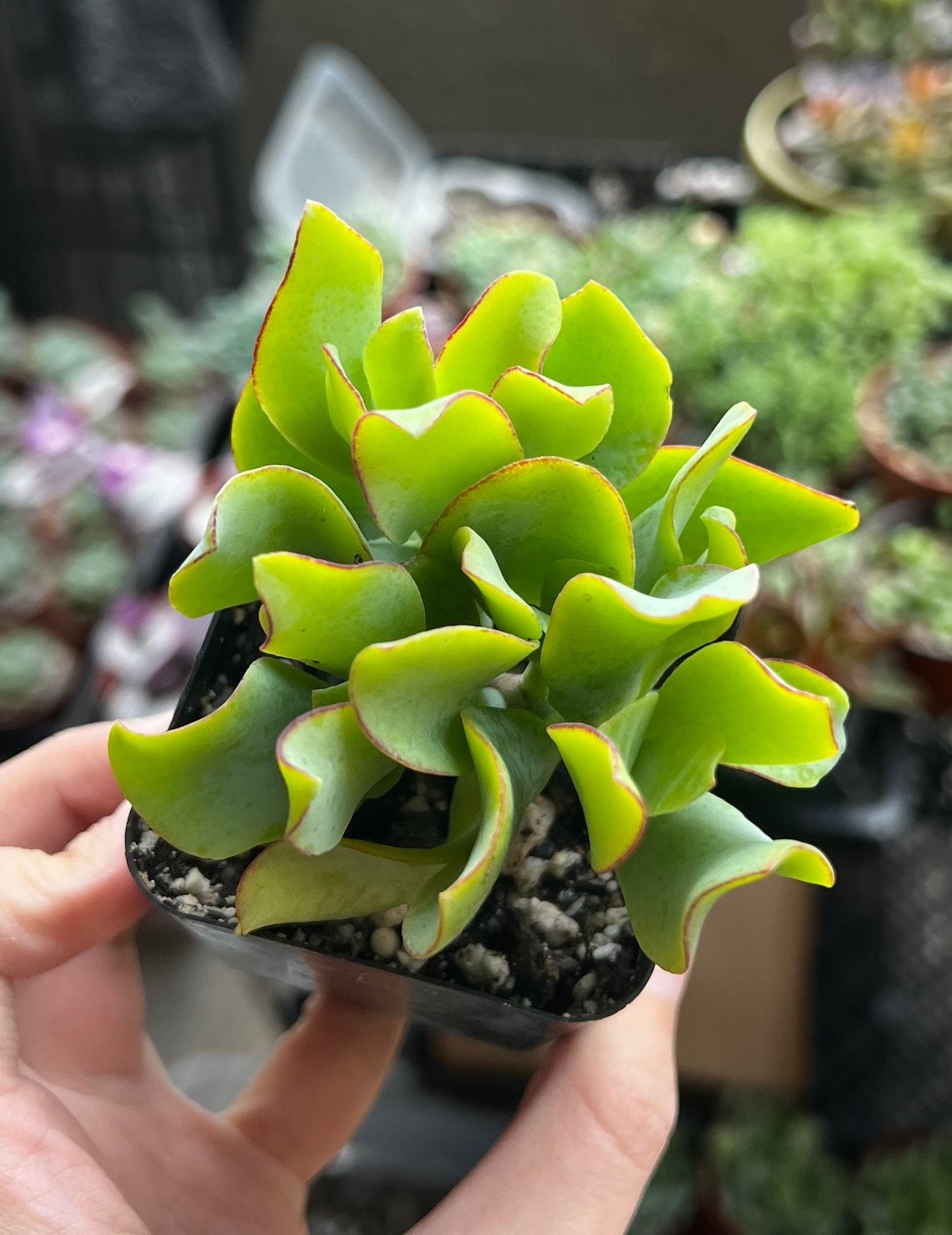 2'  Ripple Jade Silver Dollar Jade Crassula Arborescens Undulatifolia Wavy in pot