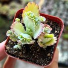 2” Mother of Thousands Kalanchoe Succulent Small in pot