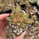 2” Kalanchoe Tomentosa Chocolate Soldier pot