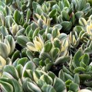 2' Variegated Jade Tri Color Jade Crassula Ovata Friendship Succulent in pot