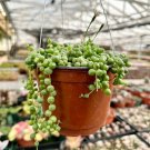2' String of Pearls Hanging Succulent Trailing Succulent Indoor in pot