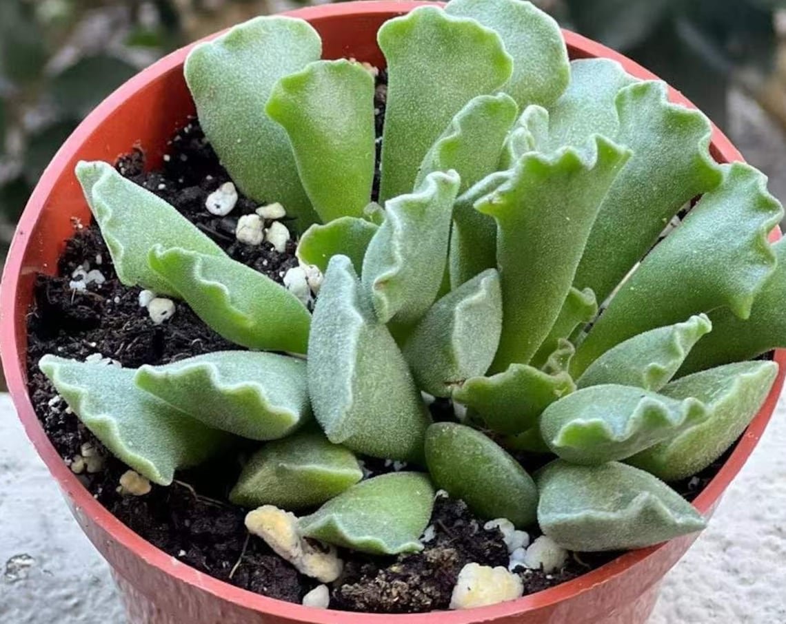 4'  Adromischus Cristatus Leaf Rare Succulent Fuzzy in pot