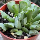 4'  Adromischus Cristatus Leaf Rare Succulent Fuzzy in pot