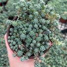 2' Sedum Dasyphyllum Major Sedum Major Rare Succulent in pot