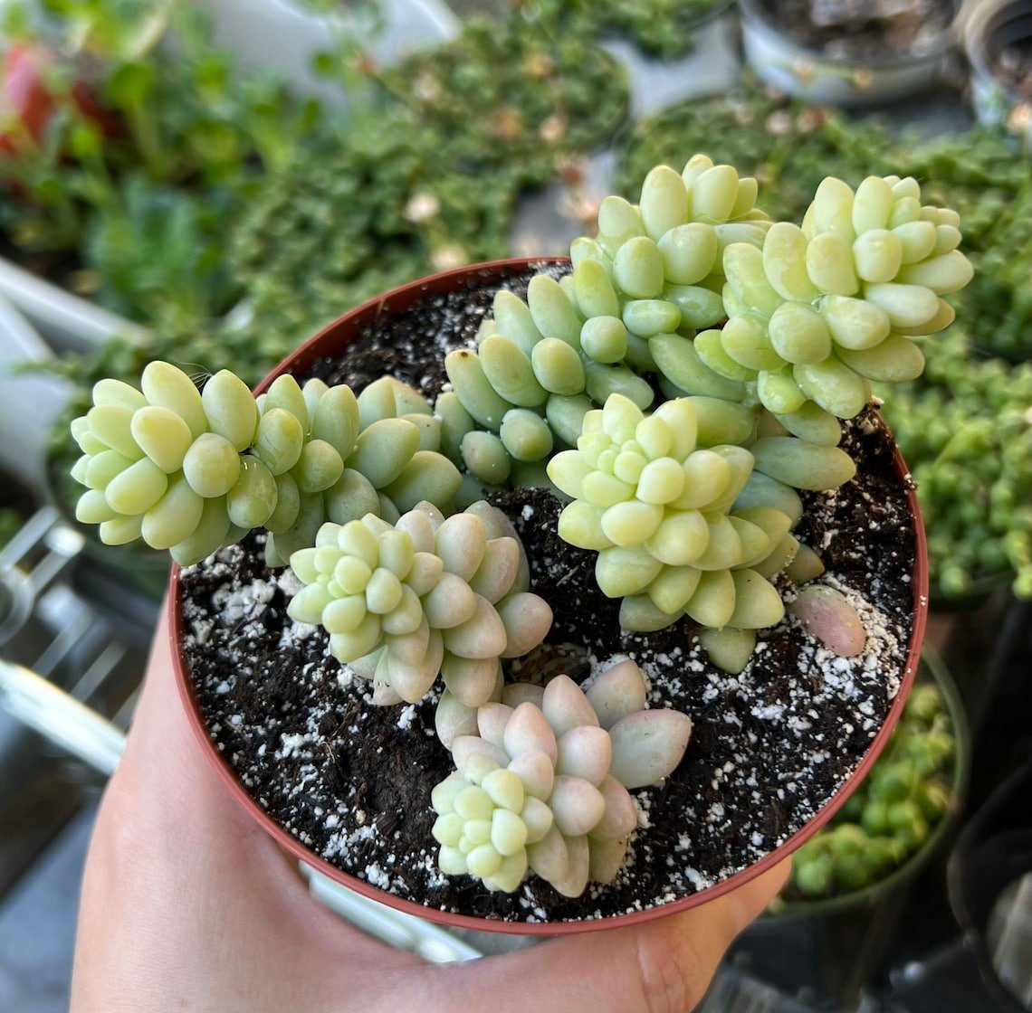 2' Sedum Burrito Donkey's Tail Trailing Succulent Hanging pot