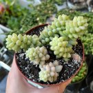 2' Sedum Burrito Donkey's Tail Trailing Succulent Hanging pot