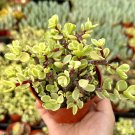 2' Variegated Elephant Bush Portulacaria Afra Succulent Tree in pot