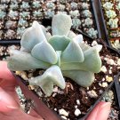 2'  Topsy Turvy Echeveria Small Succulent in pot