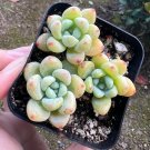 2.5'  Sedum Clavatum Tiscalatengo  Succulent Rock Garden in pot