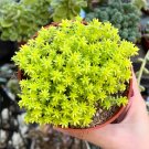 2' Sedum Tokyo Sun Yellow Stonecrop Rare Succulent in pot