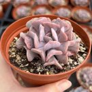 2' Echeveria Cubic Frost Pink Succulent Rare in pot