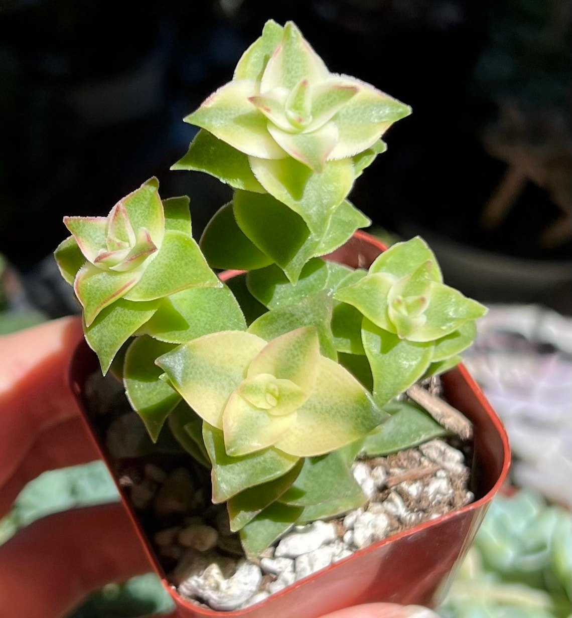 2'  String of Buttons Trailing Succulent Rooted in pot