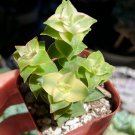 2'  String of Buttons Trailing Succulent Rooted in pot