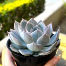 2' Morning Beauty Echeveria Subsessilis Rosette Succulent Blue in pot