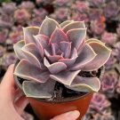 2' Echeveria Perle von Nurnberg Purple Succulent in pot