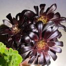 2' Aeonium Black Rose Succulent in pot