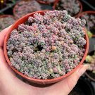 2' Sedum Dasyphyllum Sedum Minor Small Succulent in pot