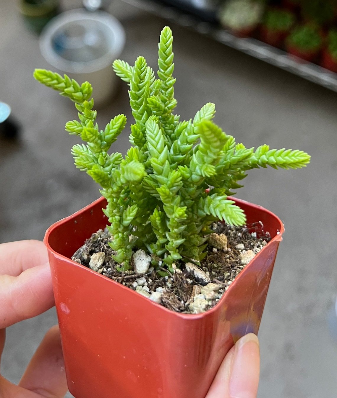 2'  Giant Watch Chain Princess Pine ted Succulent in pot