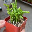 2'  Giant Watch Chain Princess Pine ted Succulent in pot