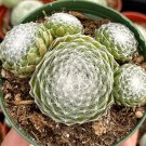 2' Hen and Chicks Sempervivum Rooted Succulent in pot