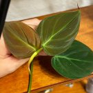 3' Philodendron Micans pot