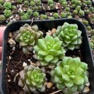 2”  Little Gem Cremnosedum Succulent in pot