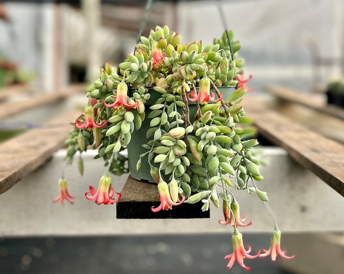 2' Cotyledon Pendens Trailing Succulent Small in pot