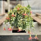 2' Cotyledon Pendens Trailing Succulent Small in pot