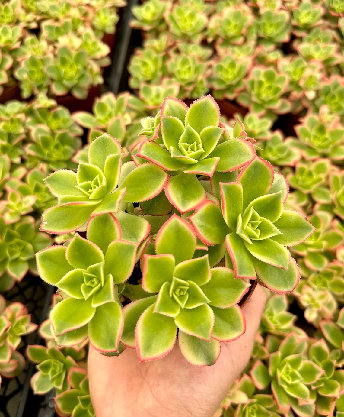 2' Aeonium Kiwi Rosette Succulents with Pups Easy Care in pot